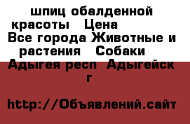 шпиц обалденной красоты › Цена ­ 22 000 - Все города Животные и растения » Собаки   . Адыгея респ.,Адыгейск г.